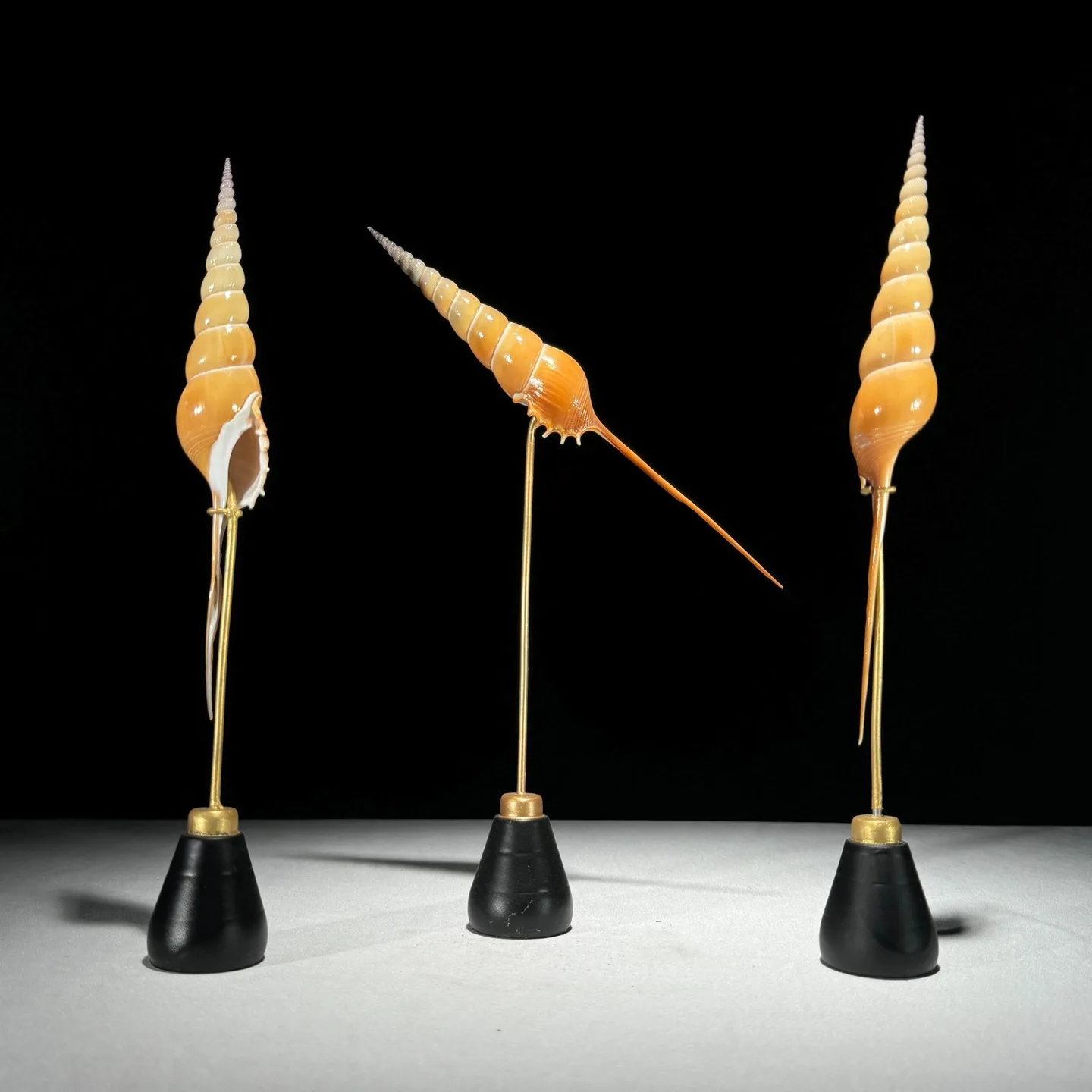 Set 3 kusov Tibia Fusus on stands. (sea shell - sea snail)