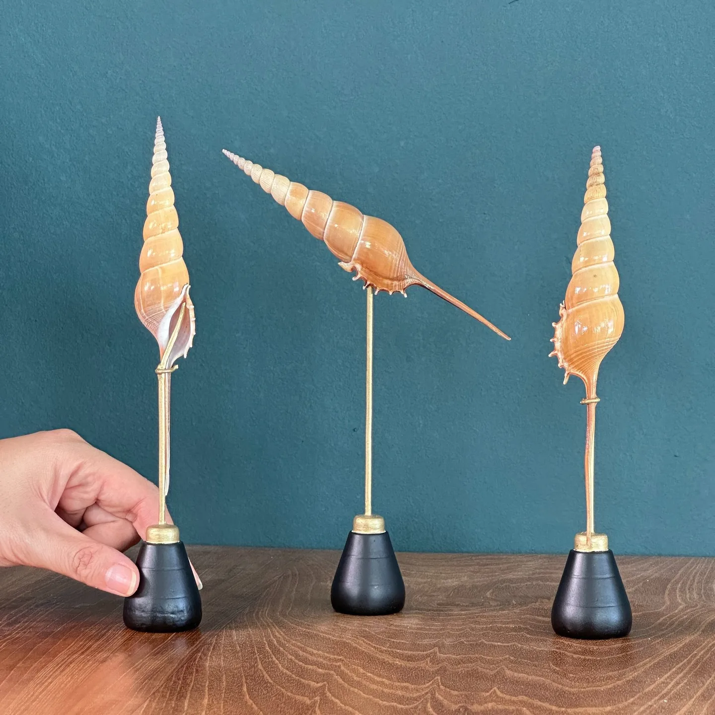 Set 3 kusov Tibia Fusus on stands. (sea shell - sea snail)