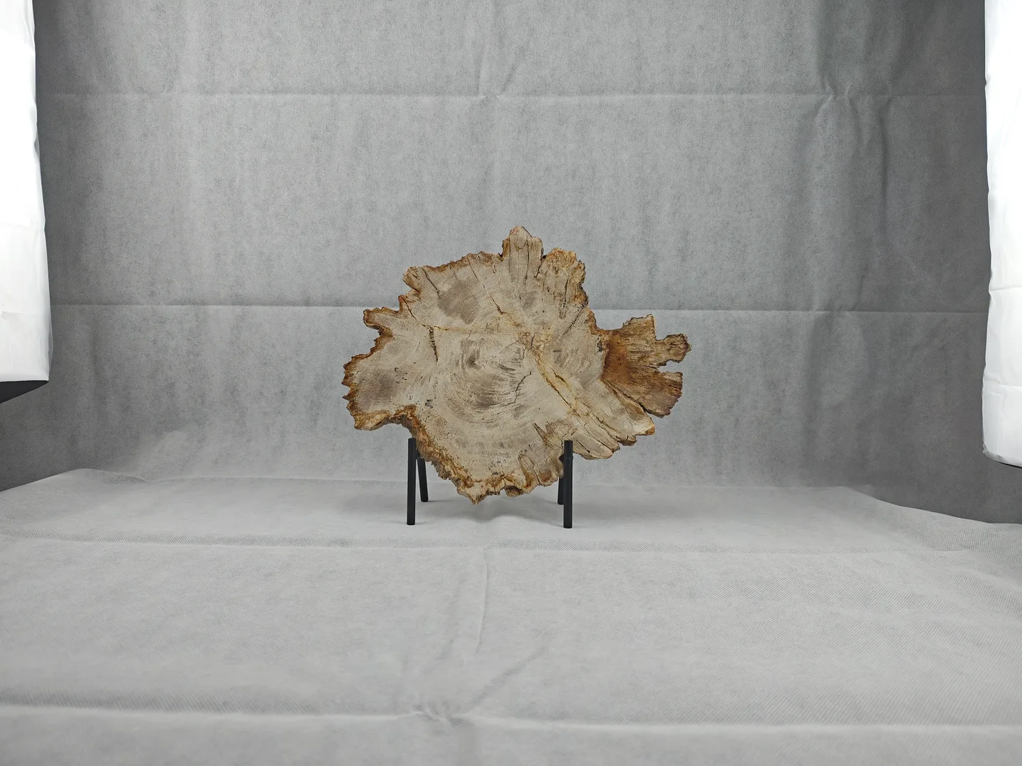 Large slab petrified wood approx. 23million years old piece of a tree. Wooden fossil